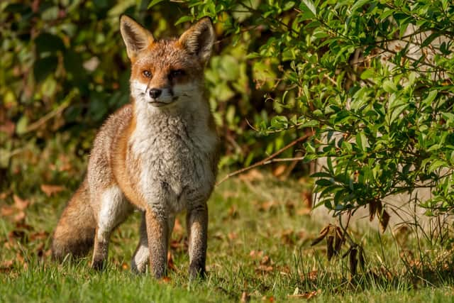 The Scottish Greens are pledging to have 30 per cent of all publicly owned land to be 'rewilded'.