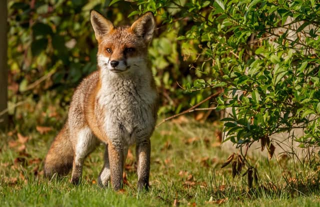 The Scottish Greens are pledging to have 30 per cent of all publicly owned land to be 'rewilded'.