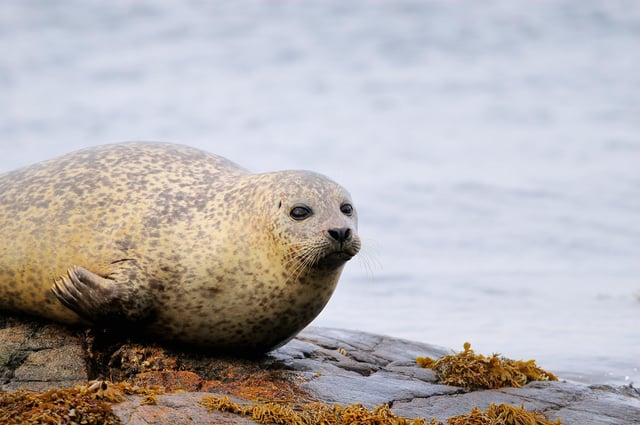 Watersport visitors to Loch Fleet in the Highlands are being warned to keep their distance from seals after a series of recent incidents.
