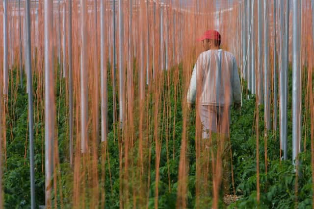 An undocumented Moroccan migrant day worker inspects tomato plants in a greenhouse in Almeria (Picture: Marc Alex/AFP via Getty Images)