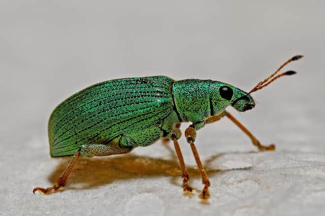 Insect brains have the potential to help engineers meet challenges of energy consumption and navigation, writes Professor Barbara Webb. PIC: Contributed.