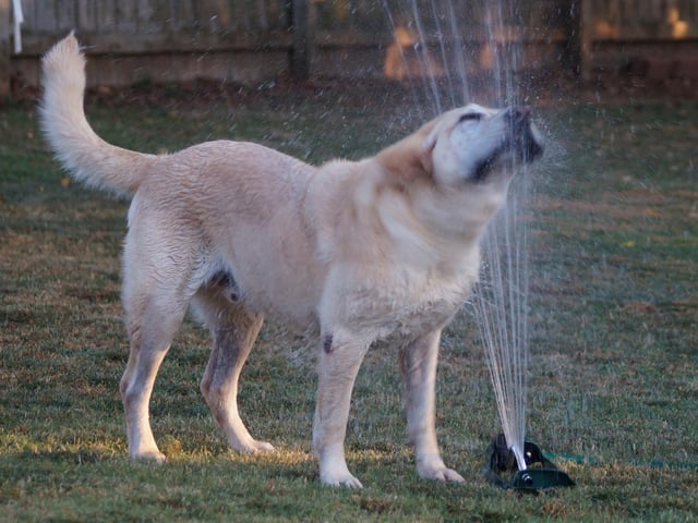 For more reluctant drinkers, take a look at pet fountains, which encourage dogs and cats to drink more water because it’s running. The continuous, fresh supply of running water provides a more natural way for pets to drink.