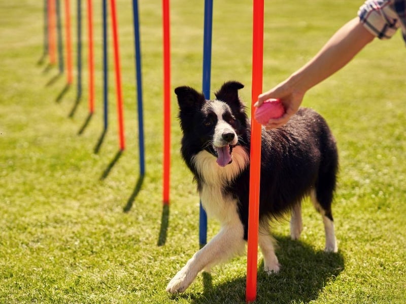 Top dog when it comes to obedience is the lively Border Collie. They do need lots of exercise though, so are not the perfect pet for everybody.