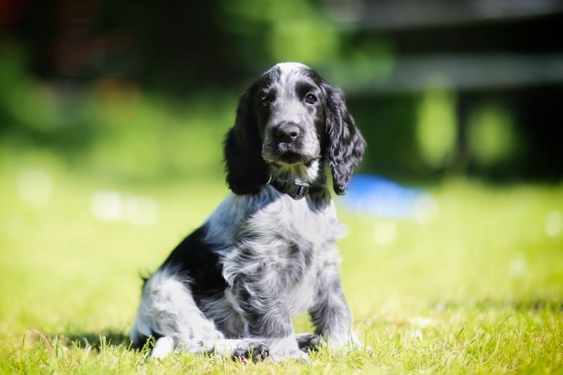 Cocker Spaniels are known as the "merry cocker" for their ever-wagging tail and happy temperament. A hugely-popular family pet, in recent years they have been bred with poodles to make the adorable cockapoo - but a cocker on its own is just as good. They are obedient, loyal and loving, but don't like being alone.