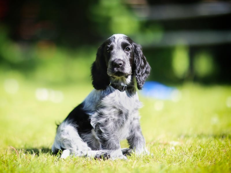 Cocker Spaniels are known as the "merry cocker" for their ever-wagging tail and happy temperament. A hugely-popular family pet, in recent years they have been bred with poodles to make the adorable cockapoo - but a cocker on its own is just as good. They are obedient, loyal and loving, but don't like being alone.