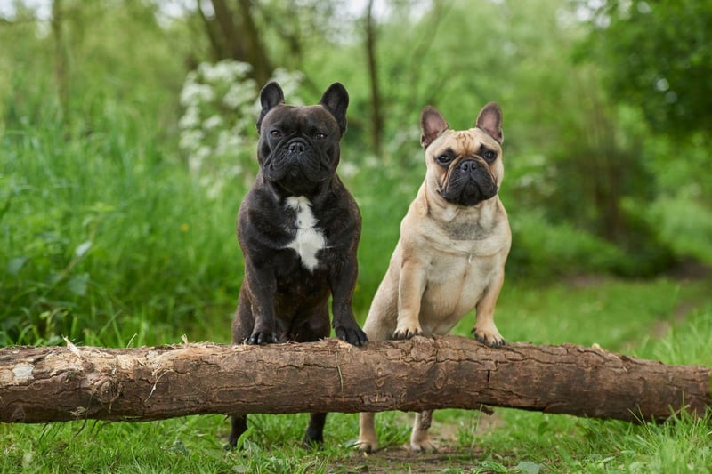 The reason that the French Bulldog is a small breed is that more diminutive dogs were considered unfashionable in England, so British breeders exported the tinest pups across the Channel.