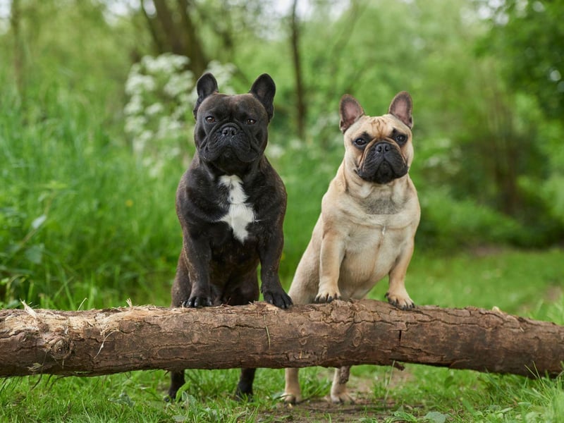The reason that the French Bulldog is a small breed is that more diminutive dogs were considered unfashionable in England, so British breeders exported the tinest pups across the Channel.