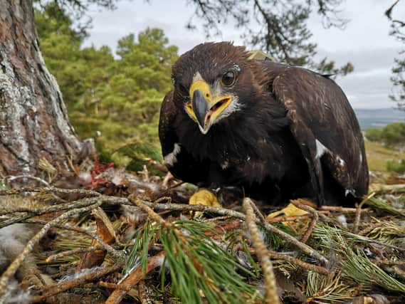A golden eagle chick being fitted with a ‘Celltrack’ tag. Picture: Dr Ewan Weston