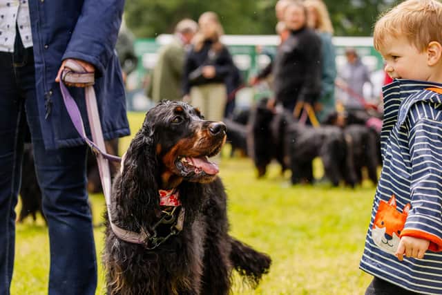 Gordon Setter Parade at Scottish Game Fair