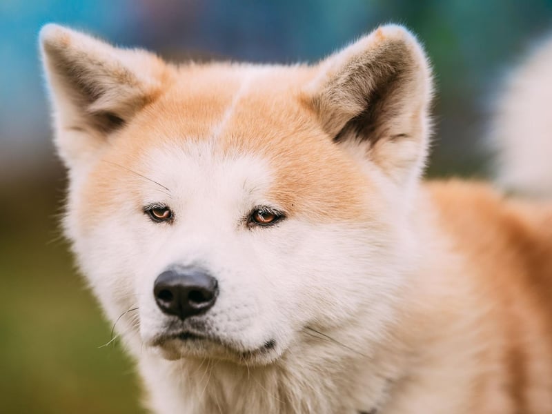 The Akita is essentially Japan's equivalent of the German Shepherd - commonly used as police and guard dogs. Again, it's important to make sure its natural aggression is put to good use