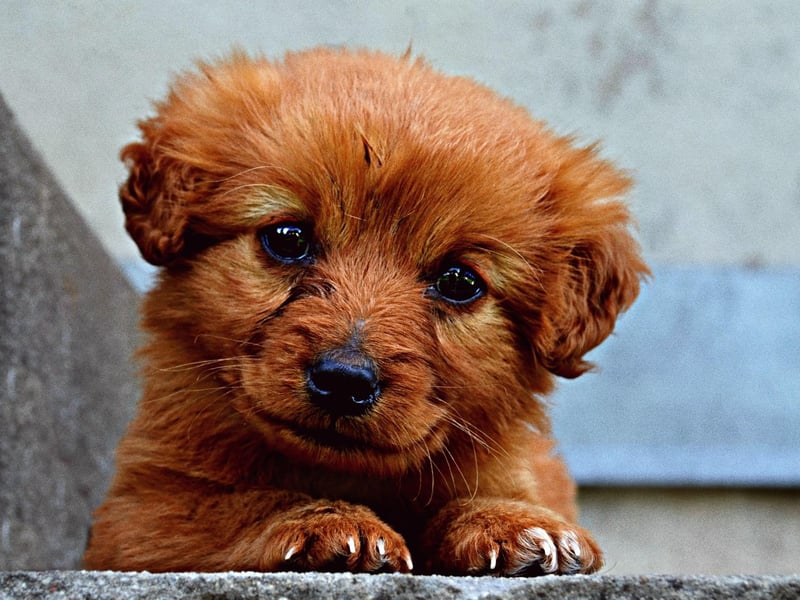 Rounding out the top ten is perhaps the most traditional doggy name on the list - Rex. It's derived from the Latin word for king.