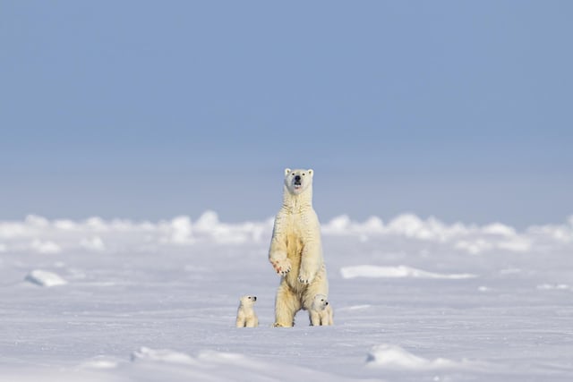 Wildlife photographer and guide Paul Goldstein has marked an eventful year  by choosing a gallery of picture highlights from 2023. A mother polar bear pauses for a moment with cubs to assess the terrain before walking off over the frozen fjord, Baffin Island Canada.