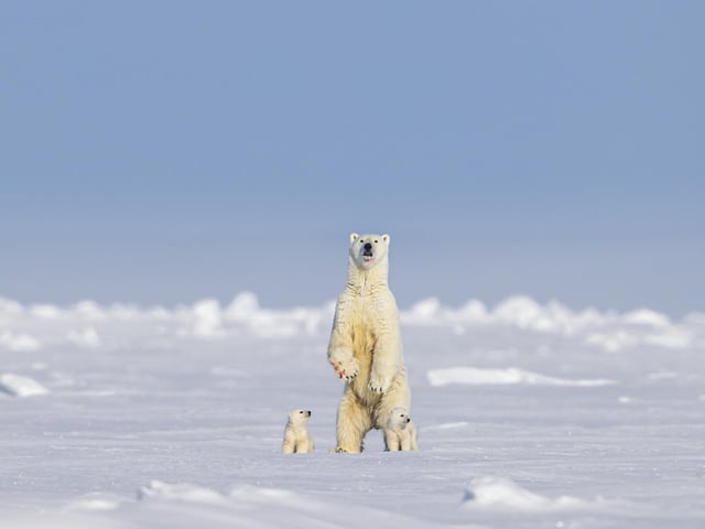 Wildlife photographer and guide Paul Goldstein has marked an eventful year by choosing a gallery of picture highlights from 2023. A mother polar bear pauses for a moment with cubs to assess the terrain before walking off over the frozen fjord, Baffin Island Canada.