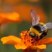 Bumblebees have struggled, linked to weather extremes in 2022