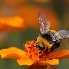 Bumblebees have struggled, linked to weather extremes in 2022
