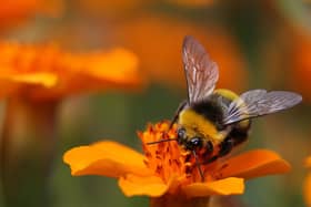 Bumblebees have struggled, linked to weather extremes in 2022