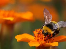 Bumblebees have struggled, linked to weather extremes in 2022