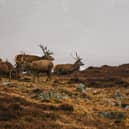 The Scottish Government's nature agency NatureScot says sustainable deer management, including significant cuts in numbers, is vital to protect and restore biodiversity and tackle the nature and climate change crises (pic: Graeme Stark)