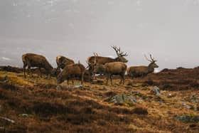 The Scottish Government's nature agency NatureScot says sustainable deer management, including significant cuts in numbers, is vital to protect and restore biodiversity and tackle the nature and climate change crises (pic: Graeme Stark)