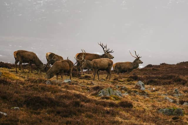 The Scottish Government's nature agency NatureScot says sustainable deer management, including significant cuts in numbers, is vital to protect and restore biodiversity and tackle the nature and climate change crises (pic: Graeme Stark)