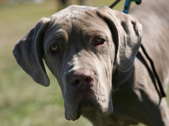 Weighing in at up to 70kg, Neopolitan Mastiffs are Italian gentle giants that are known for loving their families unconditionally, but can be wary of strangers.