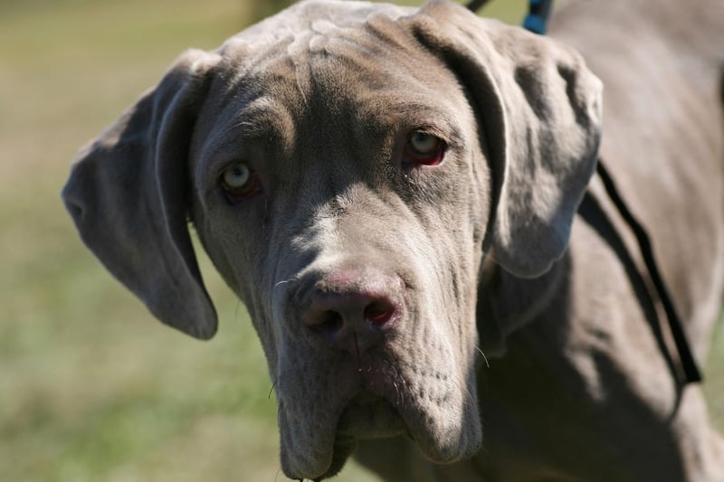 Weighing in at up to 70kg, Neopolitan Mastiffs are Italian gentle giants that are known for loving their families unconditionally, but can be wary of strangers.
