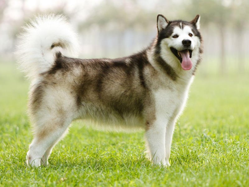 Alaskan Malamutes are a great choice for people who like taking plenty of exercise with their pets, but they get bored easily and then have a tendancy to play rough. They are also very possessive over their food, which is something a young child may find hard to understand.
