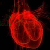3D Illustration Concept of Human Internal Organs Circulatory System Heart Anatomy