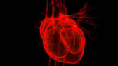 3D Illustration Concept of Human Internal Organs Circulatory System Heart Anatomy
