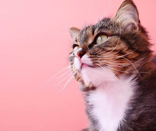 Which cat breeds are the most vocal? Cr: Getty Images/Canva Pro