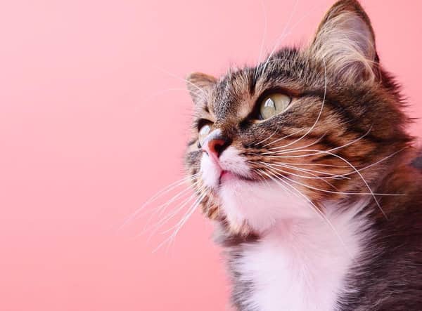 Which cat breeds are the most vocal? Cr: Getty Images/Canva Pro