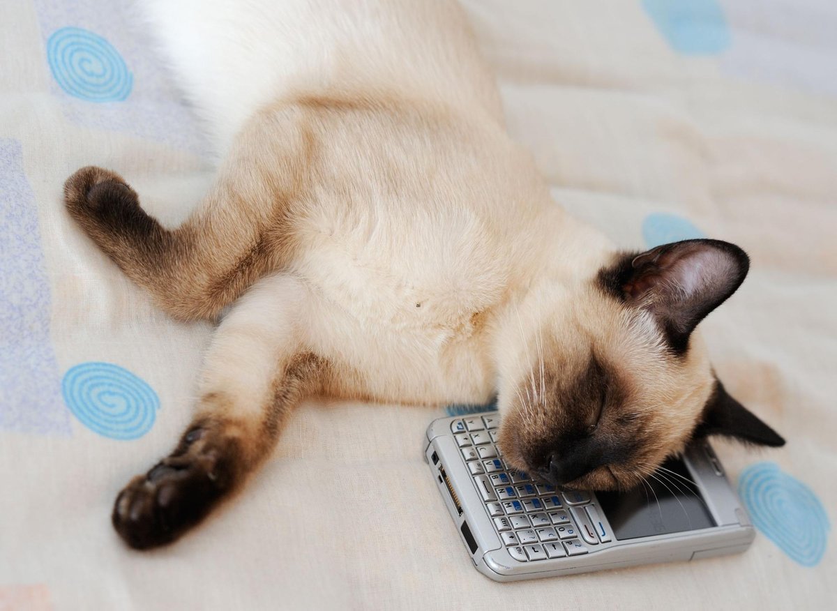Most vocal cat breeds 10 of the loudest and chattiest cute breeds of
