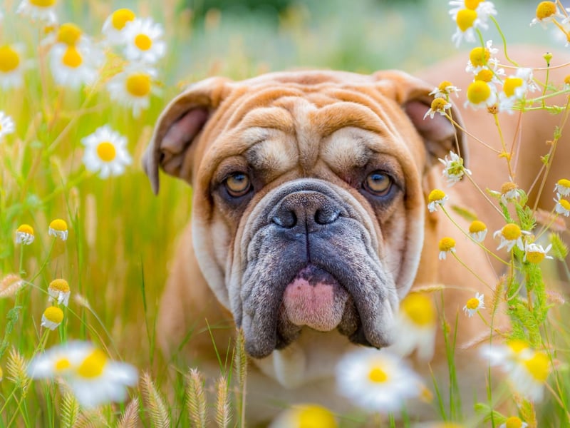 The third most popular Bulldog name is Buster. It's a name that originated in the USA and means 'tough guy'.