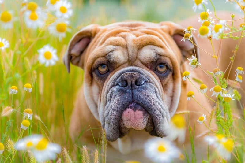 The third most popular Bulldog name is Buster. It's a name that originated in the USA and means 'tough guy'.