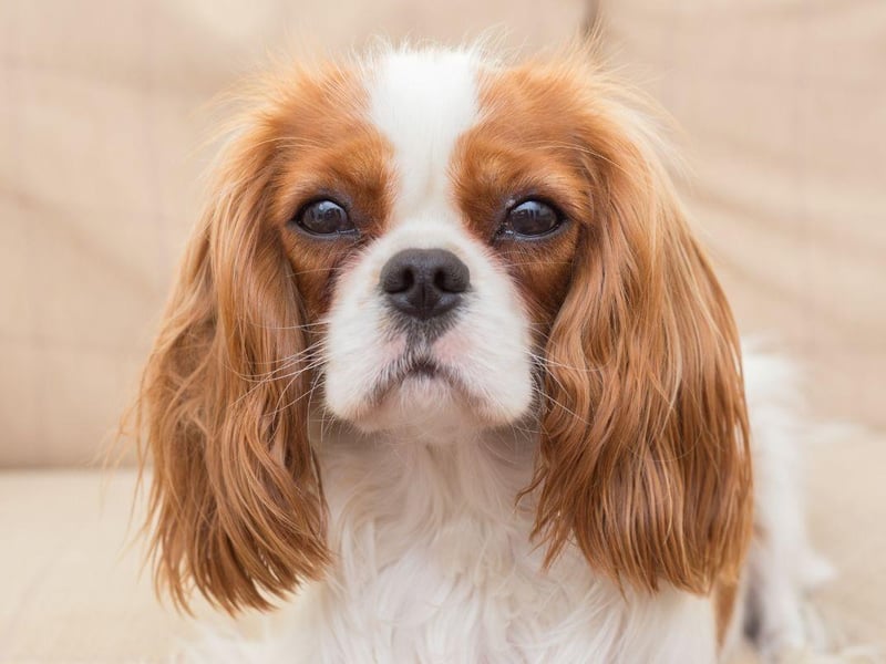 The adorable Cavalier King Charles Spaniel is known for being very adaptable to most situations - including living in a city. They are pretty happy to fit in with your routine when it comes to exercise too.