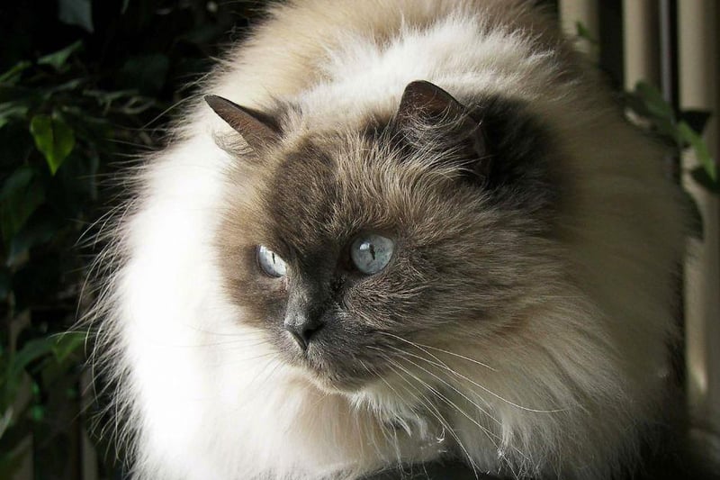 The Himalayan cat breed is a very chilled out breed that enjoy quiet environments in which to settle down and snooze. Did you know - a Himalayan cat breed only has blue eyes
