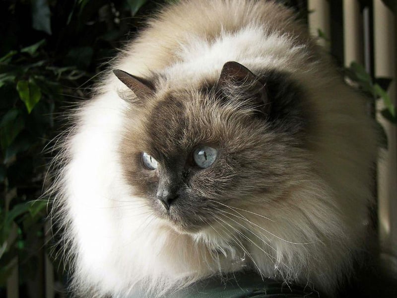 The Himalayan cat breed is a very chilled out breed that enjoy quiet environments in which to settle down and snooze. Did you know - a Himalayan cat breed only has blue eyes