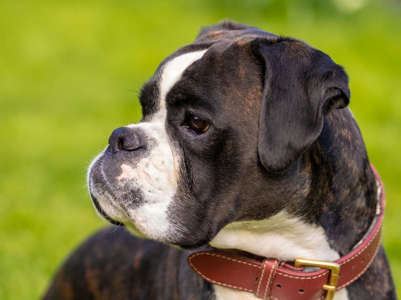 Boxer dogs love to work and are never happier than when they have a task to get their teeth into. They take slightly more training to become guide dogs, but will then form a bond with thier owner that will be unbreakable.
