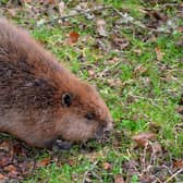 The beaver, once a native of the UK before being hunted to extinction in the 16th century, was granted official European Protected Species status in Scotland on 1 May 2019