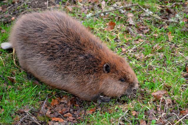 The beaver, once a native of the UK before being hunted to extinction in the 16th century, was granted official European Protected Species status in Scotland on 1 May 2019
