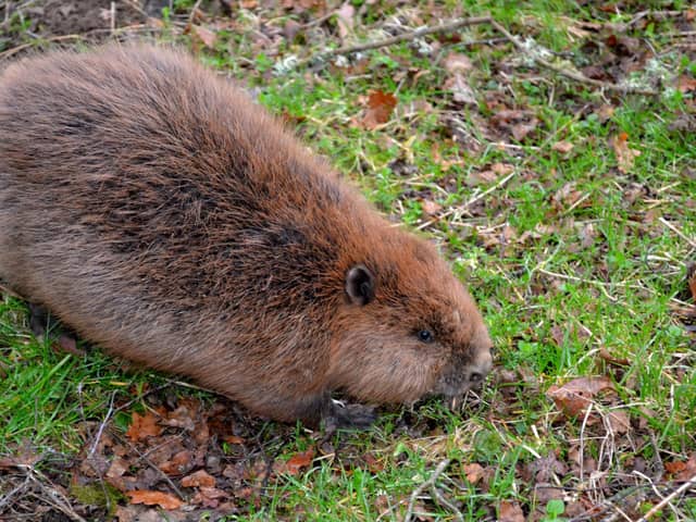 The beaver, once a native of the UK before being hunted to extinction in the 16th century, was granted official European Protected Species status in Scotland on 1 May 2019
