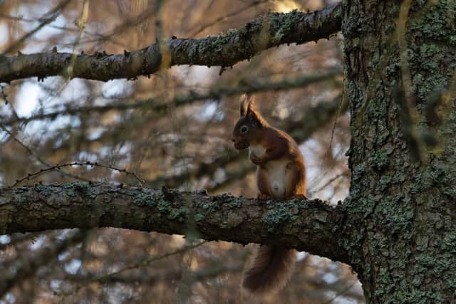 Trees for Life want to see more red squirrels across the Highlands 