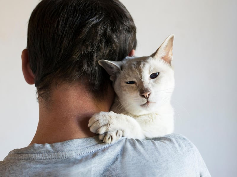 This is not in reference to the paw of a cat but rather an affectionate way to address your 'paw' or your father - speaking of, have you ever noticed how paws who don't want cats always end up being loved the most by them?