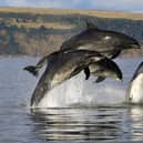 The Moray Firth has a resident population of bottlenose dolphins, seen here showing off their acrobatic swimming skills