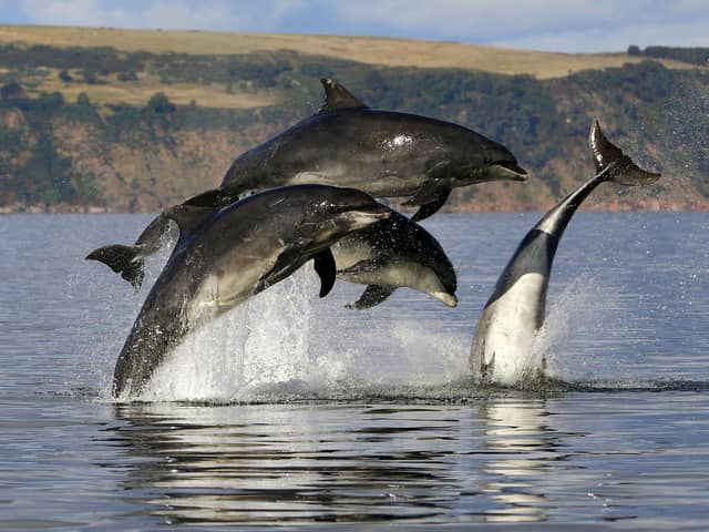 The Moray Firth has a resident population of bottlenose dolphins, seen here showing off their acrobatic swimming skills