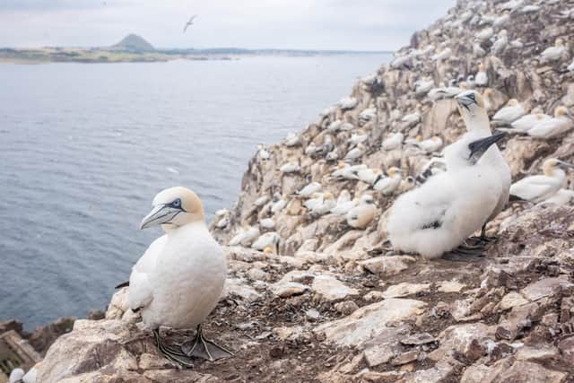 Bass Rock hosts a globally significant population of northern gannets, a species which has been badly hit by a severe outbreak of deadly avian flu in recent years. Picture: Jamie McDermaid/NTS