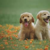 The global pandemic has seen a huge increase in demand for puppies - with certain breeds proving more popular than others.