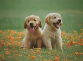 The global pandemic has seen a huge increase in demand for puppies - with certain breeds proving more popular than others.