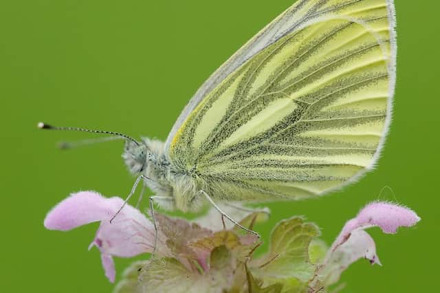 A Green-veined white butterfly