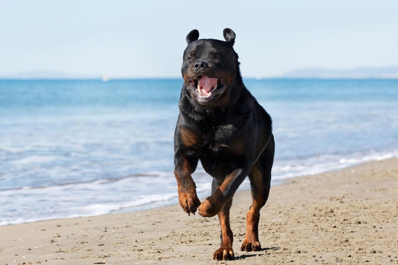 Rottweilers can make wonderful therapy dogs. In 2015 a Rottweiler called Wynd won the American Kennel Club's Human Fund ACE Award for Best Therapy Dog - one of the organisation's highest accolades. Wynd served as a therapy dog for military family survivors and with veterans suffering from PTSD and addiction issues.
